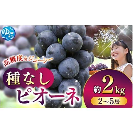 ふるさと納税 果物類 ぶどう 和歌山県 由良町 2026年先行予約 和歌山かつらぎ町産たねなしピオーネ 約2kg 2026年8月中旬頃より順次発送 / ピオーネ ぶどう …