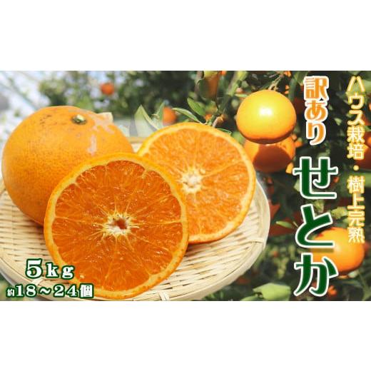 ふるさと納税 果物類 みかん 千葉県 鴨川市 数量限定・先行予約 もぎたて樹上完熟 『訳あり せとか』5kg