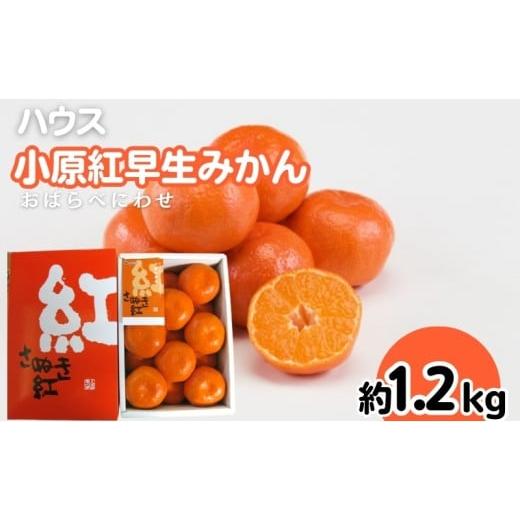 ふるさと納税 果物類 みかん 香川県 観音寺市 ハウス 小原紅早生 みかん 約1.2kg化粧箱 果物類 柑橘類 フルーツ |  | 01