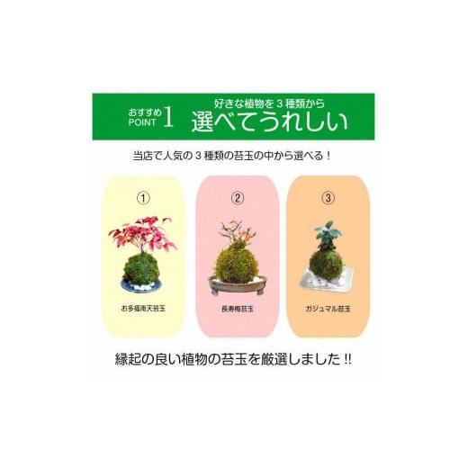 ふるさと納税 1315.天然苔専門店 弥栄苔 選べる縁起物苔玉(2個セット) お多福南天+長寿梅セット A.お多福南天 + 長寿梅