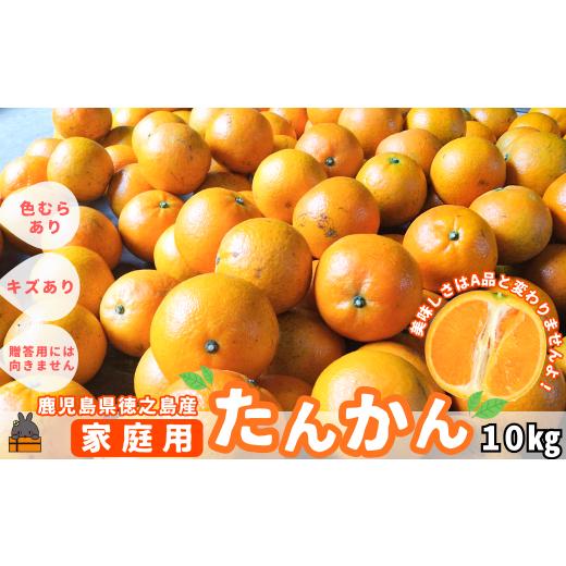 ふるさと納税 みかん・柑橘類 鹿児島県 徳之島町 1319 [今が旬 ](家庭用)見た目は でも味は 徳之島産“もぎたて"たんかん(10kg) ( 訳あり 訳有 わけあ…
