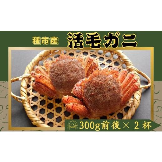 ふるさと納税 カニ 毛ガニ 岩手県 洋野町 獲れたてを直送 種市産活毛がに中サイズ(300g前後)×2杯 天然 冷蔵 三陸 蟹 カニ