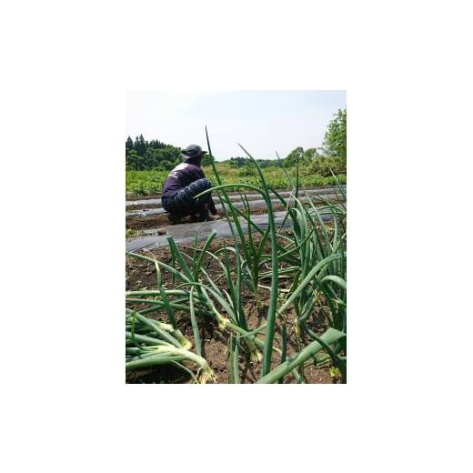 ふるさと納税 栃木県 那須町 ALOHA FARM　黒のススメ!　熟成黒にんにくゼリー〔P-2〕≪ニンニク ゼリー 温活 ≫ 