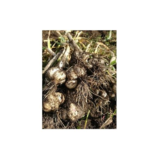 ふるさと納税 栃木県 那須町 ALOHA FARM　黒のススメ!　熟成黒にんにくゼリー〔P-2〕≪ニンニク ゼリー 温活 ≫ 