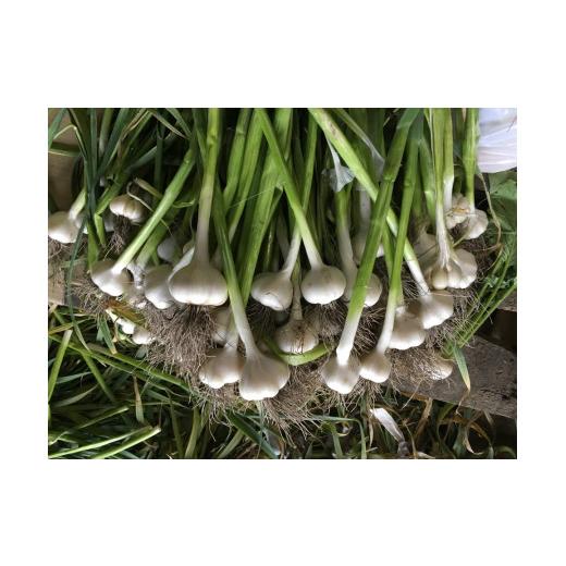 ふるさと納税 栃木県 那須町 ALOHA FARM　黒のススメ!　熟成黒にんにくゼリー〔P-2〕≪ニンニク ゼリー 温活 ≫ 