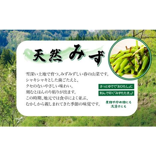 ふるさと納税 野菜類 山菜 秋田県 大館市 予約受付 天然山菜 みず 60P3207 ／ 山菜 天然 山 自然 みず ミズ うわばみそう ウワバミソウ 東北 秋田 大館 天然山…の画像