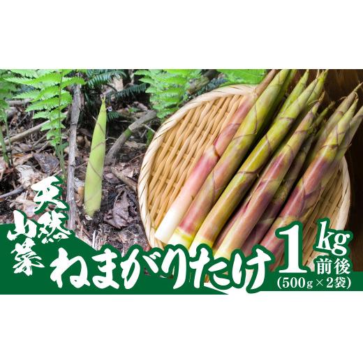 ふるさと納税 野菜類 山菜 秋田県 大館市 予約受付 天然山菜 ねまがりたけ（たけのこ） 60P3211 ／ 山菜 天然 山 自然 たけのこ タケノコ ねまがりたけ ねまが…の画像