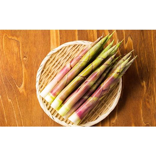 ふるさと納税 野菜類 山菜 秋田県 大館市 予約受付 天然山菜 「ねまがりたけ味比べ」2点セット 90P3210 ／ 山菜 天然 山 自然 たけのこ タケノコ ねまがりた…の画像
