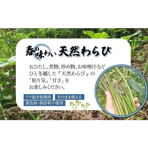 ふるさと納税 野菜類 山菜 秋田県 大館市 予約受付 天然山菜 「ねまがりたけ水煮とあく抜きわらび」セット 60P3225 ／ 山菜 天然 山 自然 たけのこ タケノコ …の画像