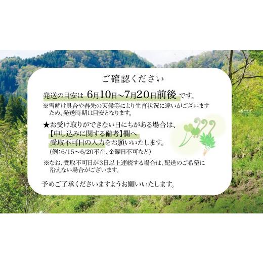 ふるさと納税 野菜類 山菜 秋田県 大館市 予約受付 天然山菜 「夏においしい」3点セット 60P3226 ／ 山 みず ミズ ふき フキ ぜんまい ゼンマイ 山菜 自然 天…の画像
