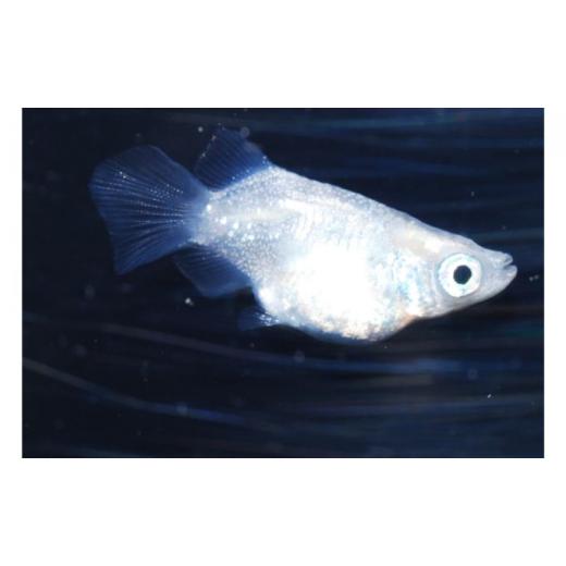 ふるさと納税 埼玉県 飯能市 [No.5221-0550]メダカ「ダルマメダカ」　ミックス5匹セット 