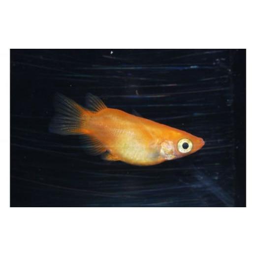 ふるさと納税 埼玉県 飯能市 [No.5221-0550]メダカ「ダルマメダカ」　ミックス5匹セット 