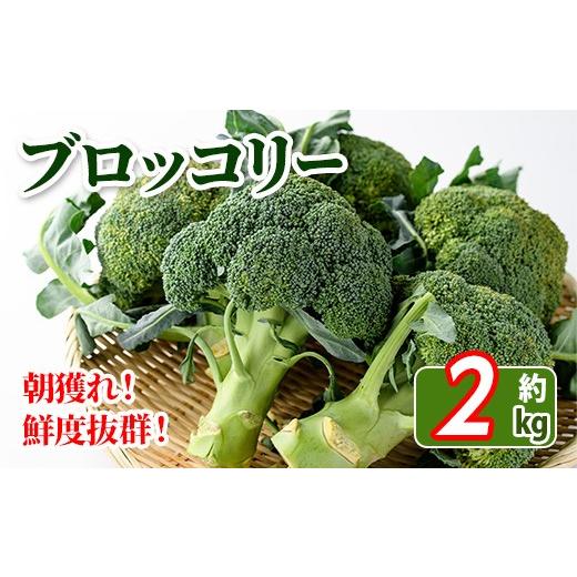 ふるさと納税 野菜類 香川県 まんのう町 先行予約 2026年11月中旬以降順次発送予定 鮮度抜群 ブロッコリー(約2kg) man057 Aglio nero