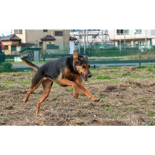 ふるさと納税 埼玉県 久喜市 日本捜索救助犬協会の活動を応援！1万円 【被災地支援 感謝状 埼玉県 救助犬育成 犬猫保護 社会貢献活動 犬 救助 】｜furusatochoice｜05