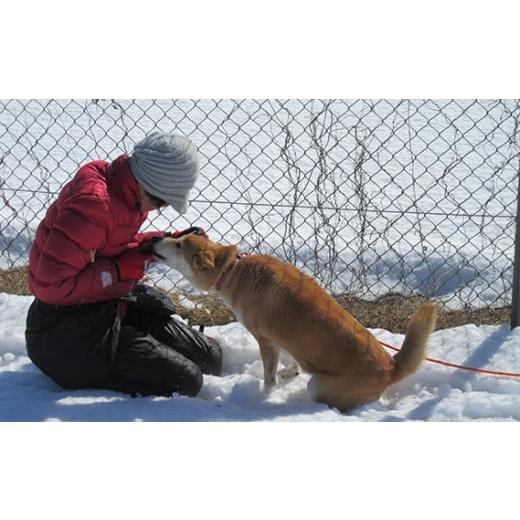 ふるさと納税 埼玉県 久喜市 日本捜索救助犬協会の活動を応援！3万円 【被災地支援 感謝状 埼玉県 救助犬育成 犬猫保護 社会貢献活動】｜furusatochoice｜04