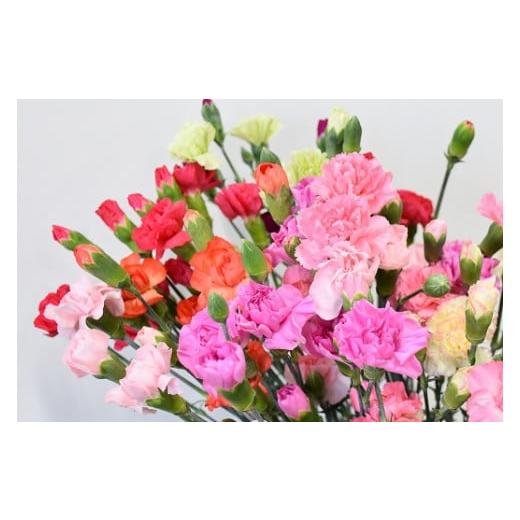 ふるさと納税 花・苗木 花束 長野県 宮田村 宮田村産『カーネーション』の花束 2026年 母の日期間発送 5月7日(木)〜5月10日(日)指定 (雑貨 日用品 花 植物 …