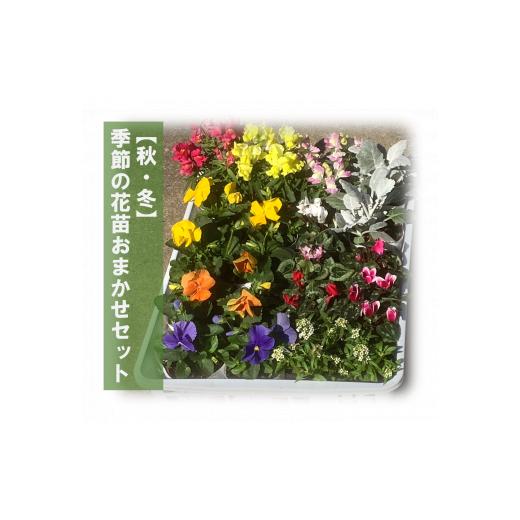 ふるさと納税 埼玉県 富士見市 0010-058 季節の花苗おまかせセット｜furusatochoice｜04