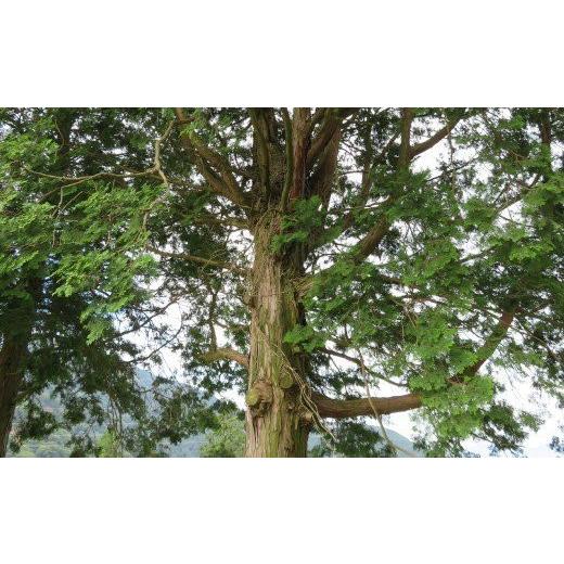 ふるさと納税 熊本県 南阿蘇村 [S149-032004]AROMA LIFE RESORT ASO （阿蘇ヒノキと風の香り） EI1178660098(11700円)