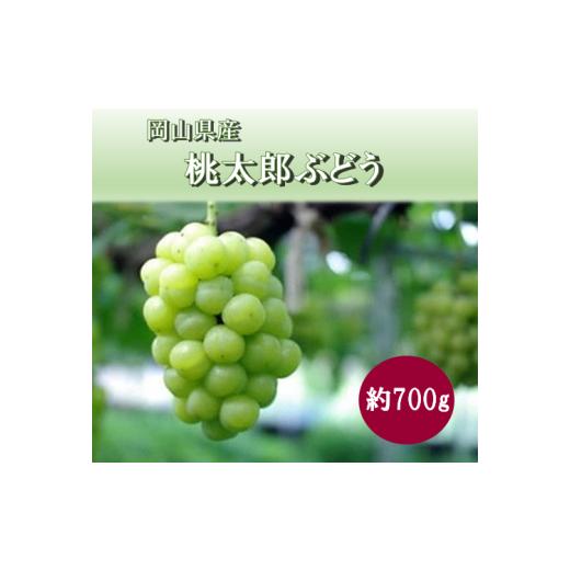ふるさと納税 ぶどう マスカット 岡山県 勝央町 岡山県 勝央町産 桃太郎ぶどう (瀬戸ジャイアンツ) 約700g(1房) 10月発送 _A6