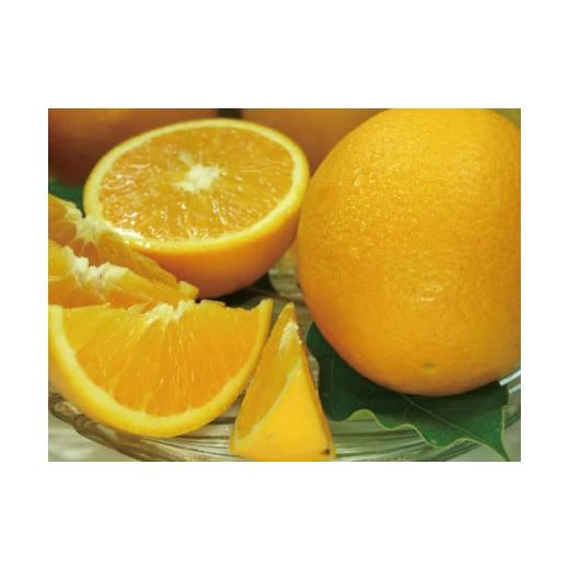 ふるさと納税 果物類 みかん 和歌山県 太地町 バレンシアオレンジ 約5kg 湯浅町田村産春みかん春かんきつ(無選別・果実サイズ混合) 2026年6月中旬〜7月下旬…