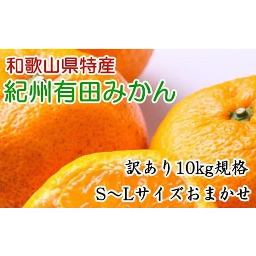 ふるさと納税 果物類 みかん 和歌山県 太地町 訳あり規格 和歌山有田みかん10kg(S〜Lサイズおまかせ) 2026年11月中旬〜2027年1月中旬頃順次発送(お届け日…