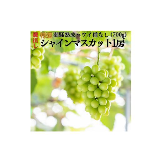 ふるさと納税 ぶどう マスカット 鳥取県 湯梨浜町 222M.蔵出し潮騒熟成特選ハワイ種なしシャインマスカット1房