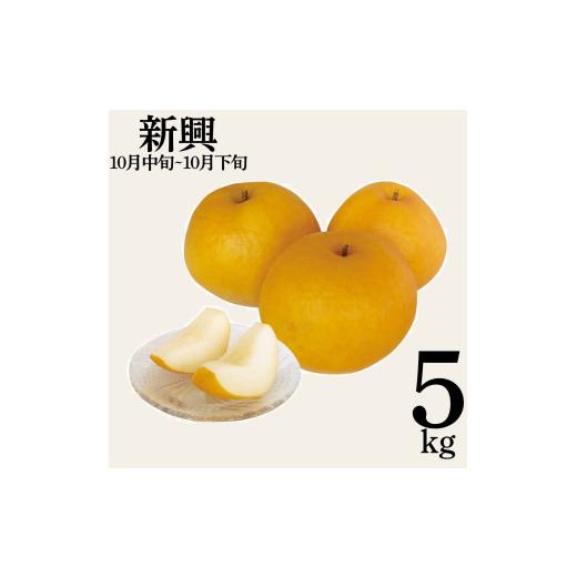 ふるさと納税 梨 鳥取県 湯梨浜町 10M.新興5kg