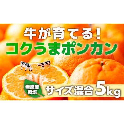 ふるさと納税 みかん・柑橘類 高知県 東洋町 牛が育てる コクうまポンカン 5kg サイズ混合 サイズ混合
