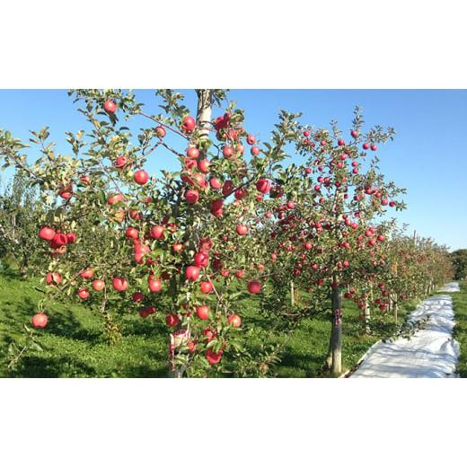ふるさと納税 果汁飲料 りんご 北海道 仁木町 峠のふもと紅果園の完熟 リンゴジュース710ml×12本セット 飲料類 果汁飲料 りんご 林檎 ジュース 峠のふもと紅…_4