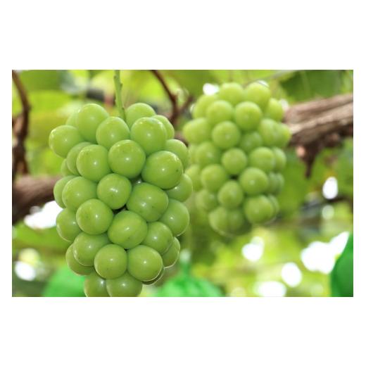 ふるさと納税 ぶどう マスカット 岡山県 勝央町 岡山県産 冷蔵シャインマスカット 1.2kg以上(2房) 11月下旬から12月上旬発送 _A22