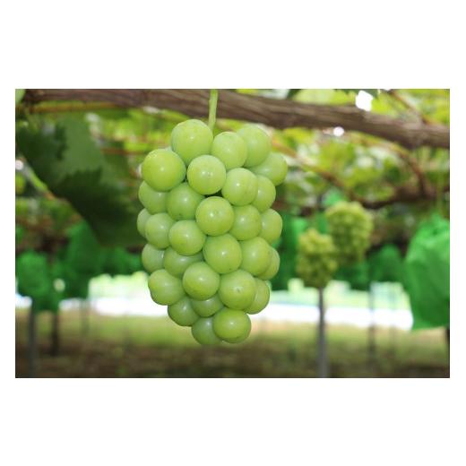 ふるさと納税 ぶどう マスカット 岡山県 勝央町 岡山県産 冷蔵シャインマスカット 700g以上(1房) 11月下旬から12月上旬発送 _A14