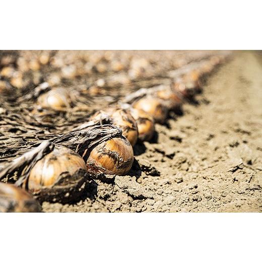 ふるさと納税 野菜類 玉ねぎ 北海道 栗山町  11月発送 越冬用特別栽培玉ねぎ10kg A003の画像