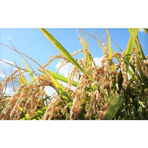 お買い得！ ふるさと納税 北海道 栗山町 【玄米12ヶ月定期便】特別栽培米ゆきひかり2kg×3袋　Q006 【MYK1936344154】(68200円)