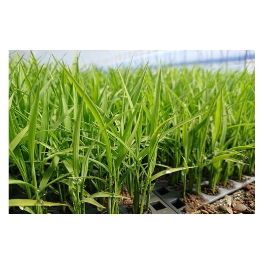 【新登場】 ふるさと納税 北海道 栗山町 【玄米6ヶ月定期便食べ比べセット】特別栽培「きなうす米」 毎月3品種×5kg計15kg　R003 【LWH2157517949】(75990円)