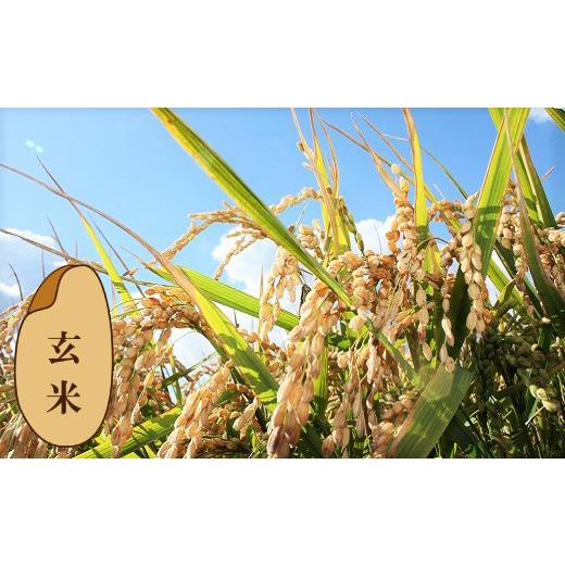 【新登場】 ふるさと納税 北海道 栗山町 【玄米6ヶ月定期便食べ比べセット】特別栽培「きなうす米」 毎月3品種×5kg計15kg　R003 【LWH2157517949】(75990円)