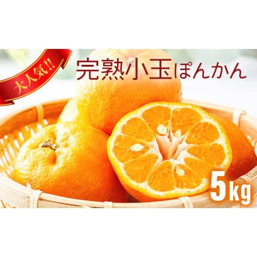 ふるさと納税 みかん・柑橘類 高知県 東洋町 先行予約 完熟小玉ぽんかん 5kg 小玉 5kg