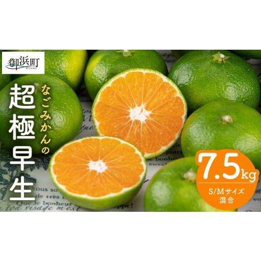ふるさと納税 果物類 みかん 三重県 御浜町 なごみかんの超極早生7.5キロ 数量限定 果物 フルーツ みかん 超極早生みかん デザート 7.5kg 三重県 御浜町