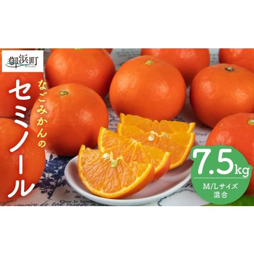 ふるさと納税 果物類 みかん 三重県 御浜町 2027年発送先行予約品 なごみかんのセミノール7.5キロ 数量限定 配送3月下旬から 果物 フルーツ みかん セミノー…