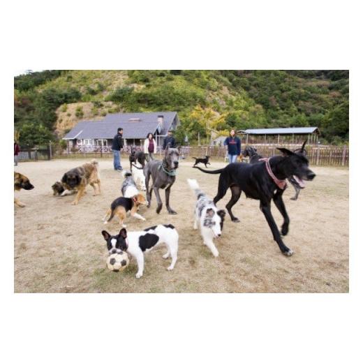 ふるさと納税 和歌山県 湯浅町 AL6009_ペットと泊まるログコテージの宿『パートナーズハウスゆあさ』3名様宿泊券（1泊2食付） その他サービス