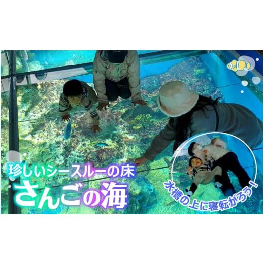 ふるさと納税 福井県 坂井市 【越前松島水族館】 体験・体感型水族館の入館券プラン 【水族館 入場券 チケット 券 観光 旅行 利用券 入館券 体験 夏休み アウ…｜furusatochoice｜05