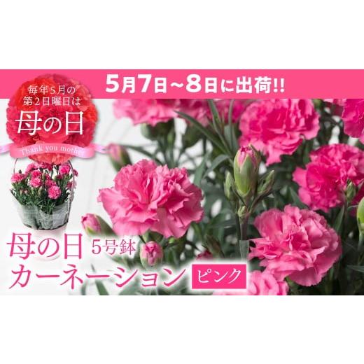 ふるさと納税 雑貨・日用品 花 熊本県 八代市 先行予約 2026年5月7日〜8日発送 ポットカーネーション ピンク 5号鉢 カゴ付き カーネーション 花 母の日 プレ…