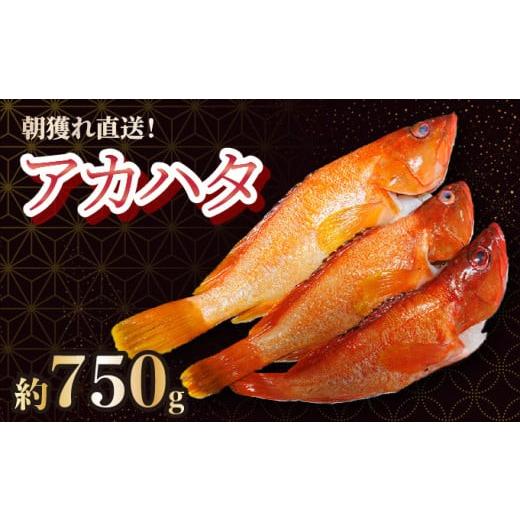 ふるさと納税 魚貝類 宮崎県 串間市 KU013 2026年7月より順次発送 宮崎県串間産アカハタ(計約750g・2〜3匹)延縄漁による朝どれ高級魚を漁師直送 合同会社Houry…