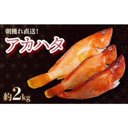 ふるさと納税 魚貝類 宮崎県 串間市 KU015 2026年7月より順次発送 宮崎県串間産アカハタ(計約2kg・4〜8匹)延縄漁による朝どれ高級魚を漁師直送 合同会社Houryo…