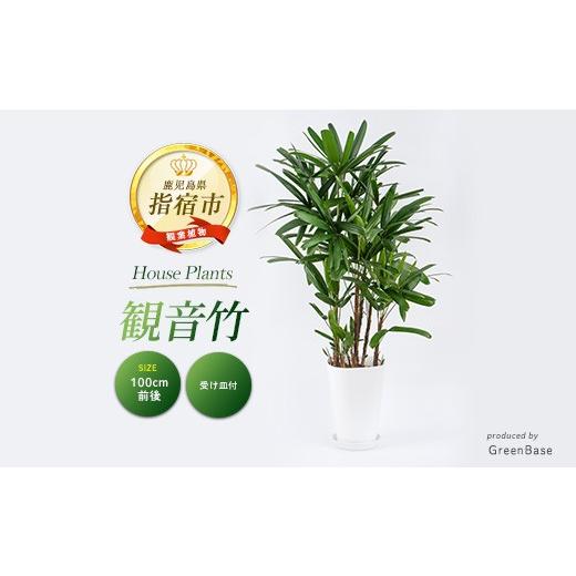 ふるさと納税 花・苗木 鹿児島県 指宿市 2026年1月中旬〜発送 観葉植物 観音竹8号鉢(Green Base/IB003-005) 南国鹿児島県で育った 観葉植物 植物 鉢付 インテ…