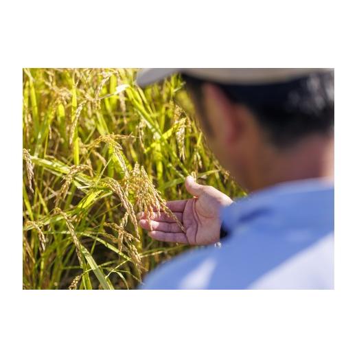 ふるさと納税 無洗米 北海道 由仁町 C10　無洗米　令和８年産　ゆめぴりか　５kg×６回 定期便_5