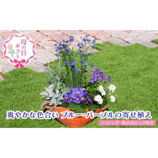 ふるさと納税 花・苗木 福岡県 朝倉市 母の日 ギフト ブルー・パープルの 寄せ植え(舟形Mサイズ)1個(オンライン決済限定) 植物