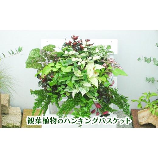 ふるさと納税 花・苗木 福岡県 朝倉市 観葉植物のハンギングバスケット 2027年3月10日〜順次発送