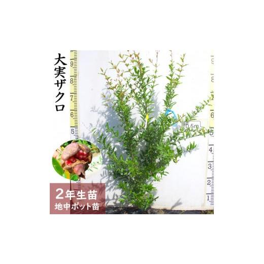 ふるさと納税 雑貨・日用品 苗木 京都府 亀岡市 すだ農園 2年生 苗木 大実ザクロ(柘榴) 地中ポット苗 2024年 北海道・沖縄・離島への配送不可 2025年12月上旬…