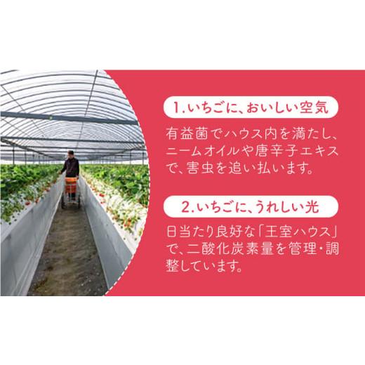 ふるさと納税 佐賀県 江北町 王様のいちご 摘みたてこおりいちご 1kg ( 冷凍いちご ) いちごさん さがほのか【むらおか農園】 [HAF007]｜furusatochoice｜07