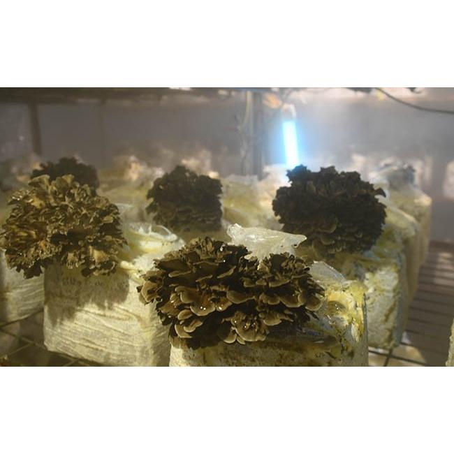 ふるさと納税 野菜類 きのこ 岩手県 八幡平市 早期予約 2026年9月発送開始予定 生まいたけ 大株 約1200g 安比まいたけ ／ 生 まいたけ 舞茸 マイタケ 生舞茸 …_3
